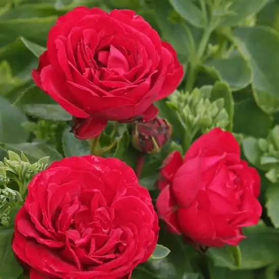 Trandafiri Floribunda - Trandafiri - Till Eulenspiegel ® - 